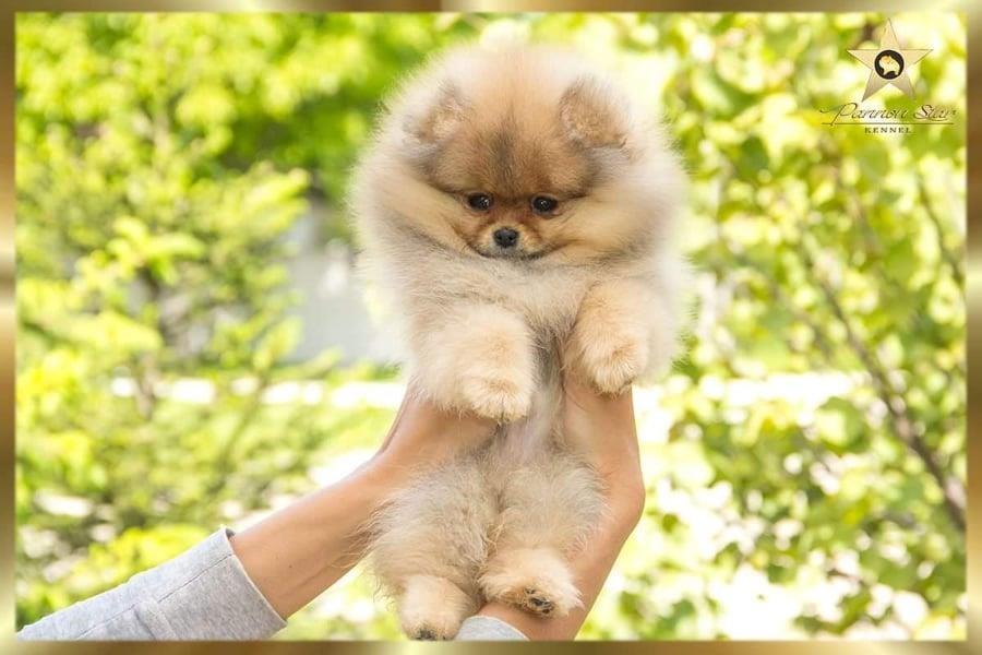 Pomeranski-spic