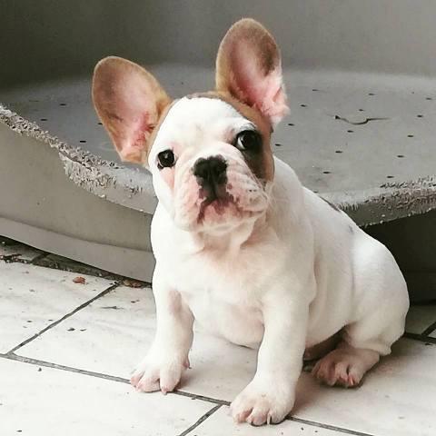 Francuski-buldog-štenad