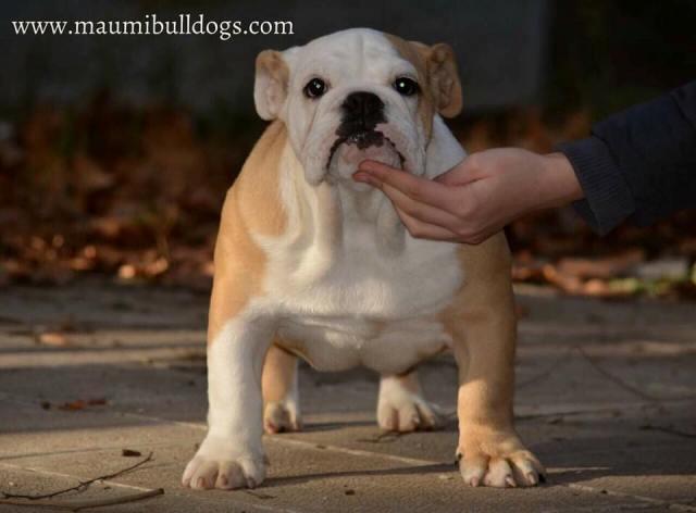 Engleski-buldog-