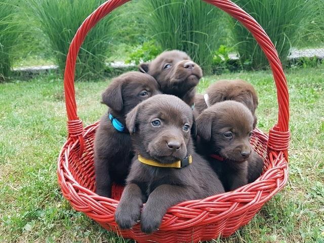 Braon-Labrador-
