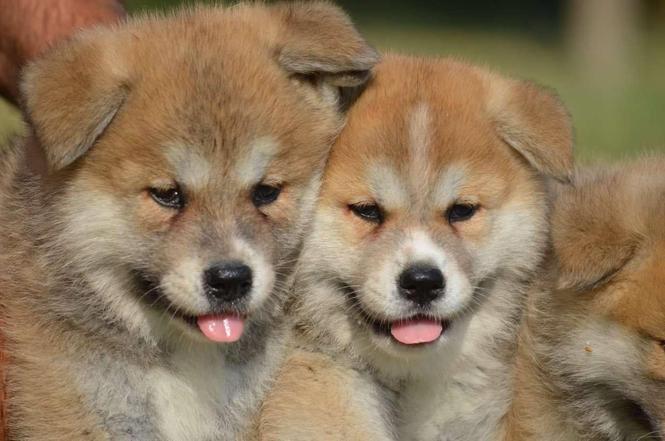 Japanska Akita