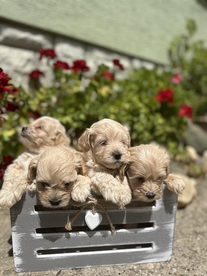 Maltipoo-stenci-