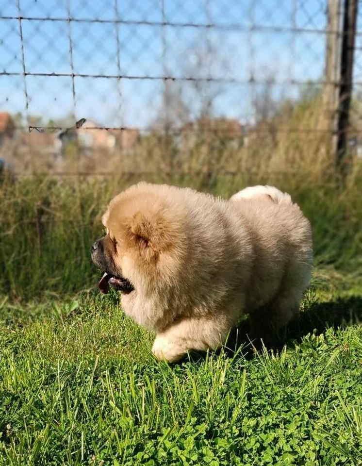 Stenci-chow-chow--4-meseca-stari--