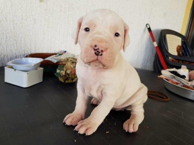 Dogo-Argentino--stenci