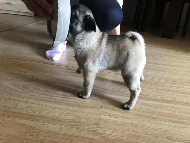 Mops--žensko-štene