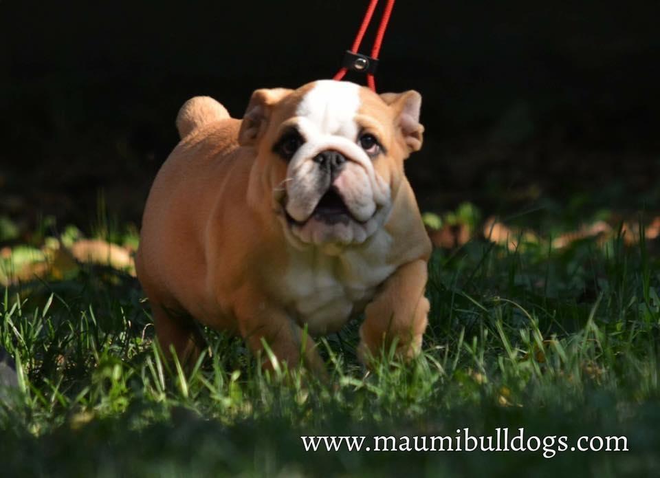 Engleski-Buldog