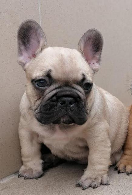 Francuski-buldog-Od-Kuce-Don