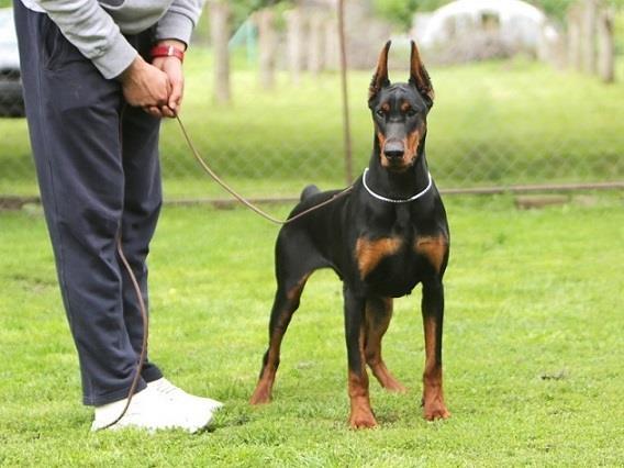 DOBERMAN-stenci