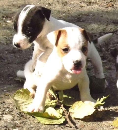 Jack-russell-terrier-stenci