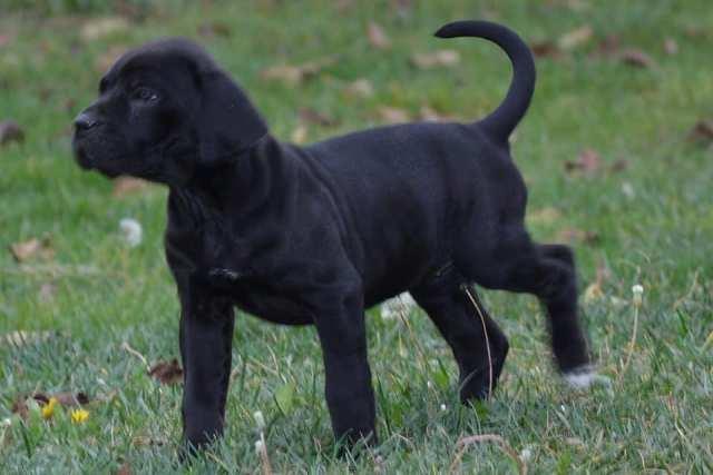 Cane-Corso--štenci