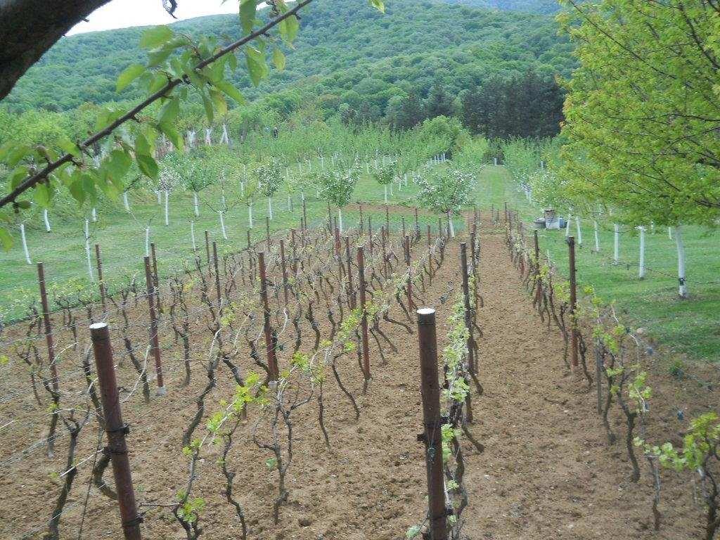 Plac-Fruska-gora