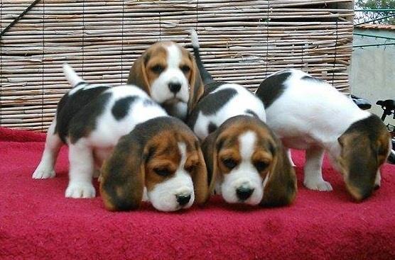 Beagle--izuzetni-stenci