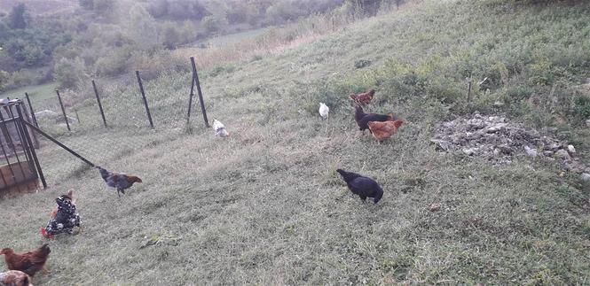 Prodajem petliće 