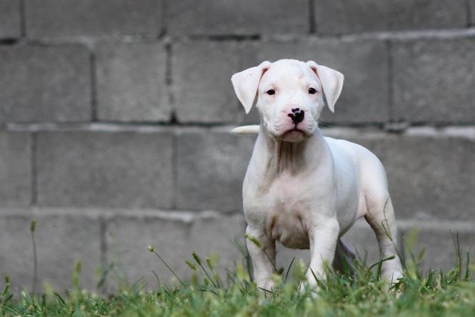 Stenci dogo argentino