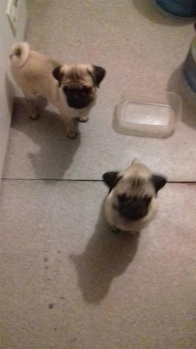 Mops na prodaju 140e jedna! 
