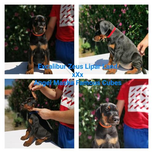 DOBERMAN ŠTENAD 