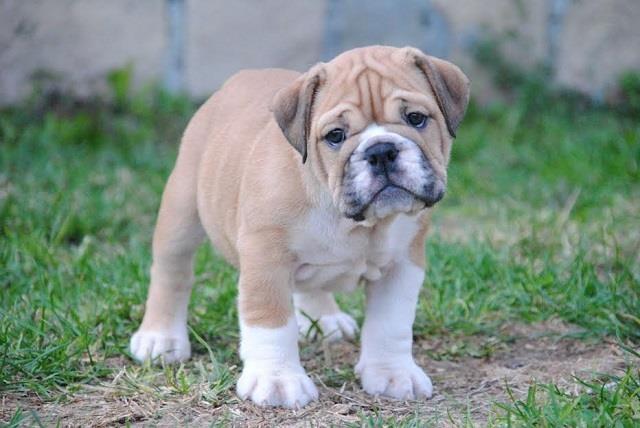 Engleski-Buldog-štenad-