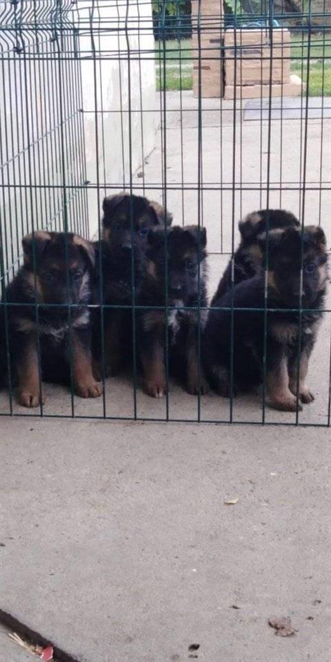 Kucici-Nemackog-ovcara