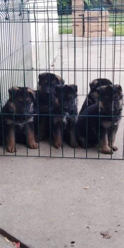 Kucici Nemackog ovcara