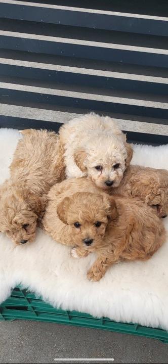 Maltipoo--bipoo