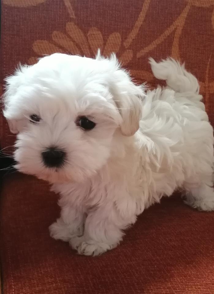 Maltezer-štenci-