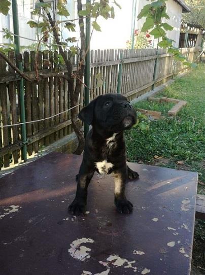 Cane-corso-stenci