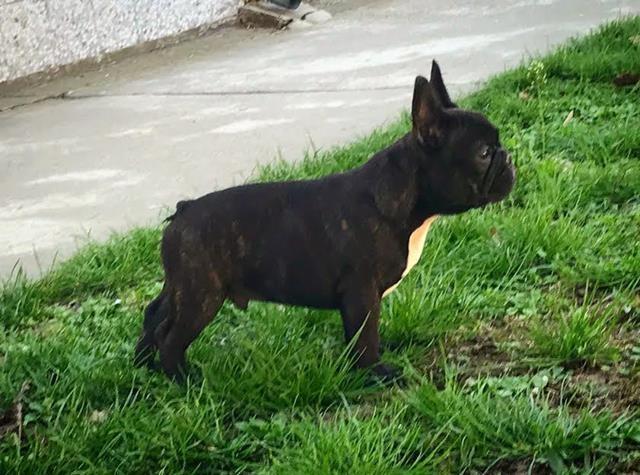 Francuski-buldog-Od-Kuce-Don-