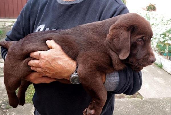 Čokoladni-Labrador-štenci