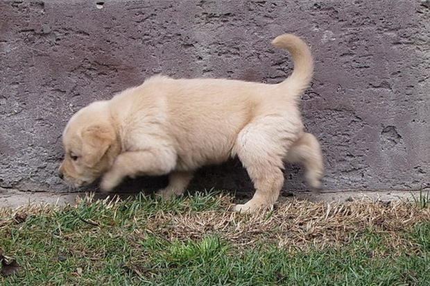 Labrador-retriver-stenci-na-prodaju