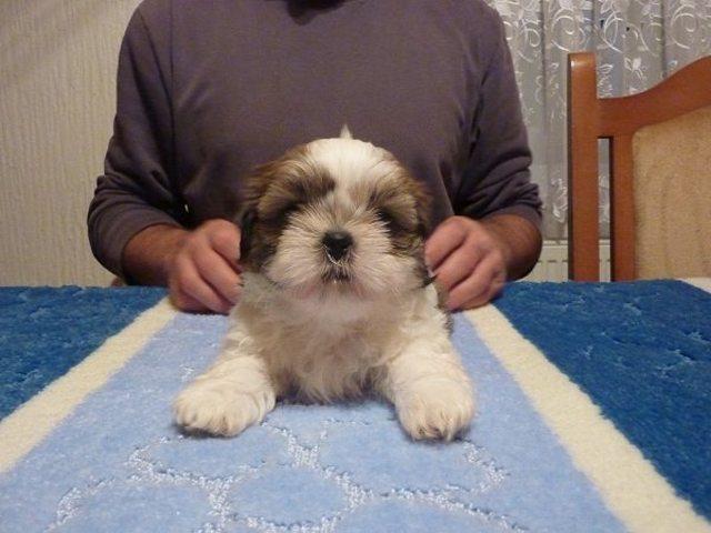 Shih-tzu-stenci---extra-kvaliteta