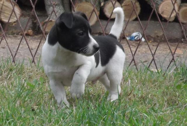 Jack-russell-terier-stenci