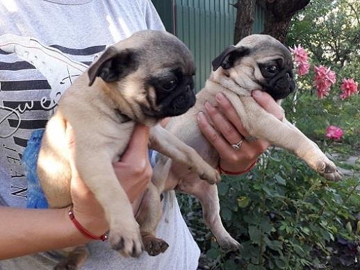 Mops-štenci