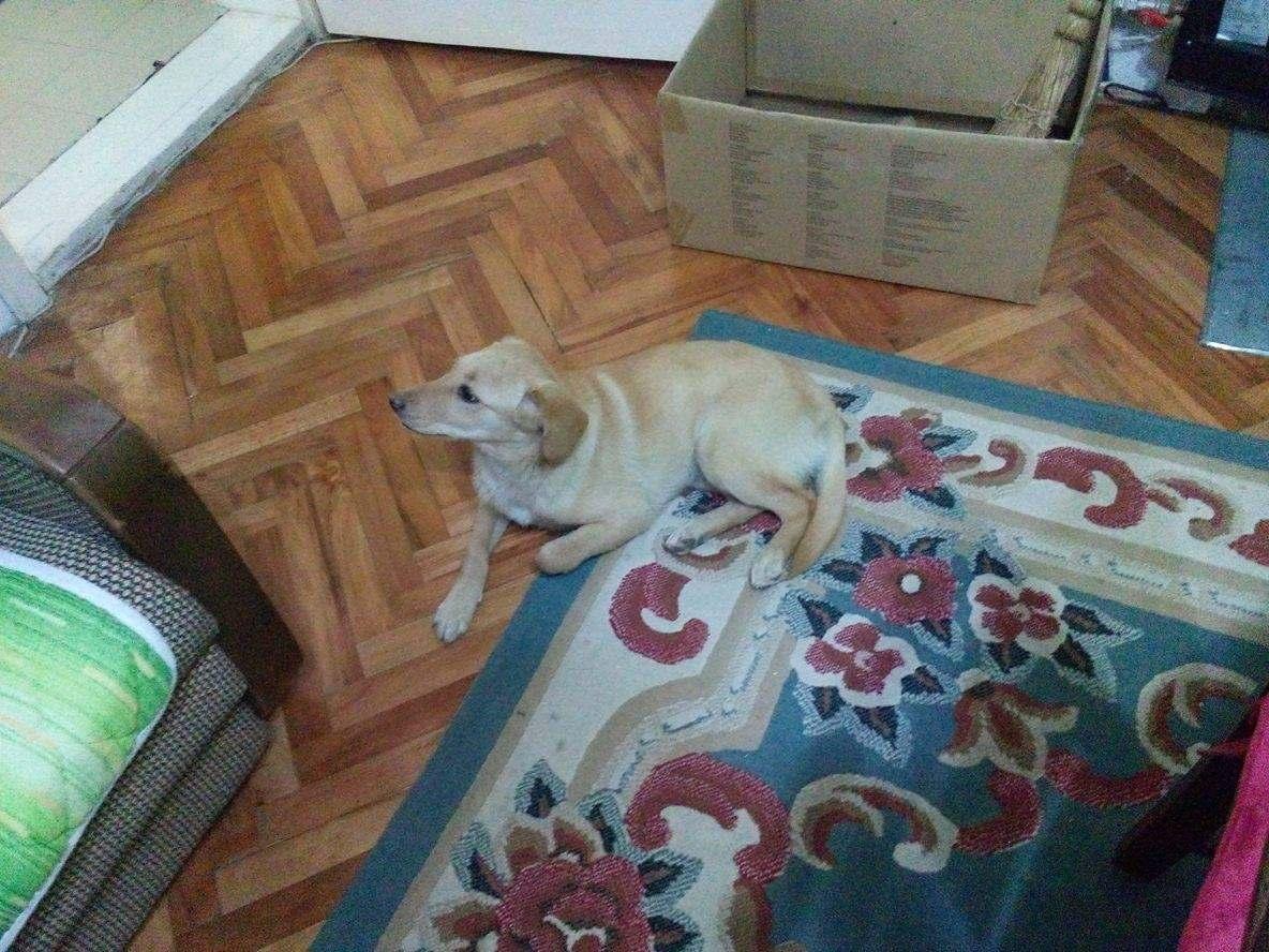 Stene-labradora