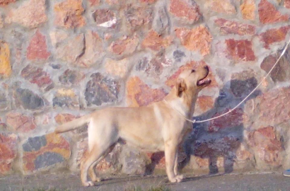 Labrador-žensko-štene-