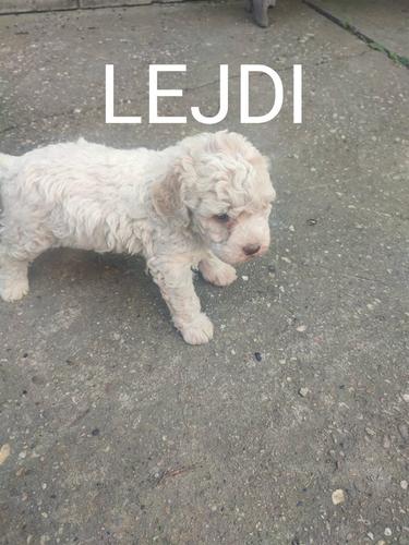 Logato romanjolo štenci 