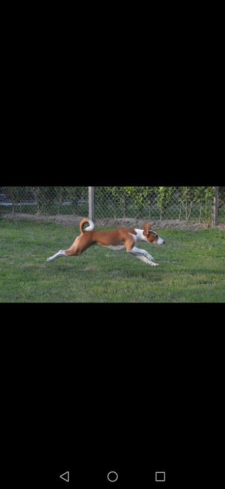 Basenji-štenci