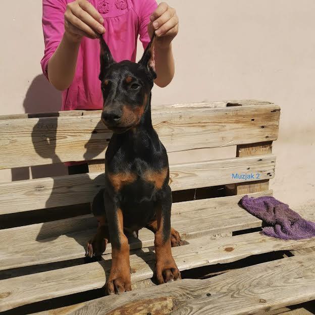 Doberman-štenci-
