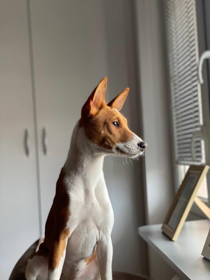 Basenji-žensko-štene--