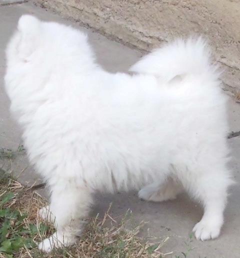 samojed-kucici