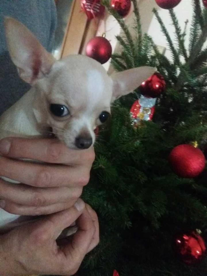 Mini-čivave--Princess-Chihuahua--