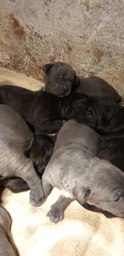 Cane-corso-