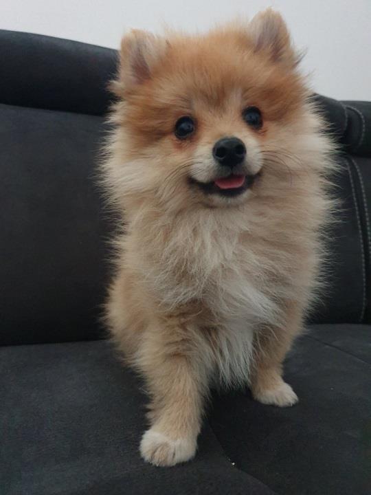 Pomeranac-spic-
