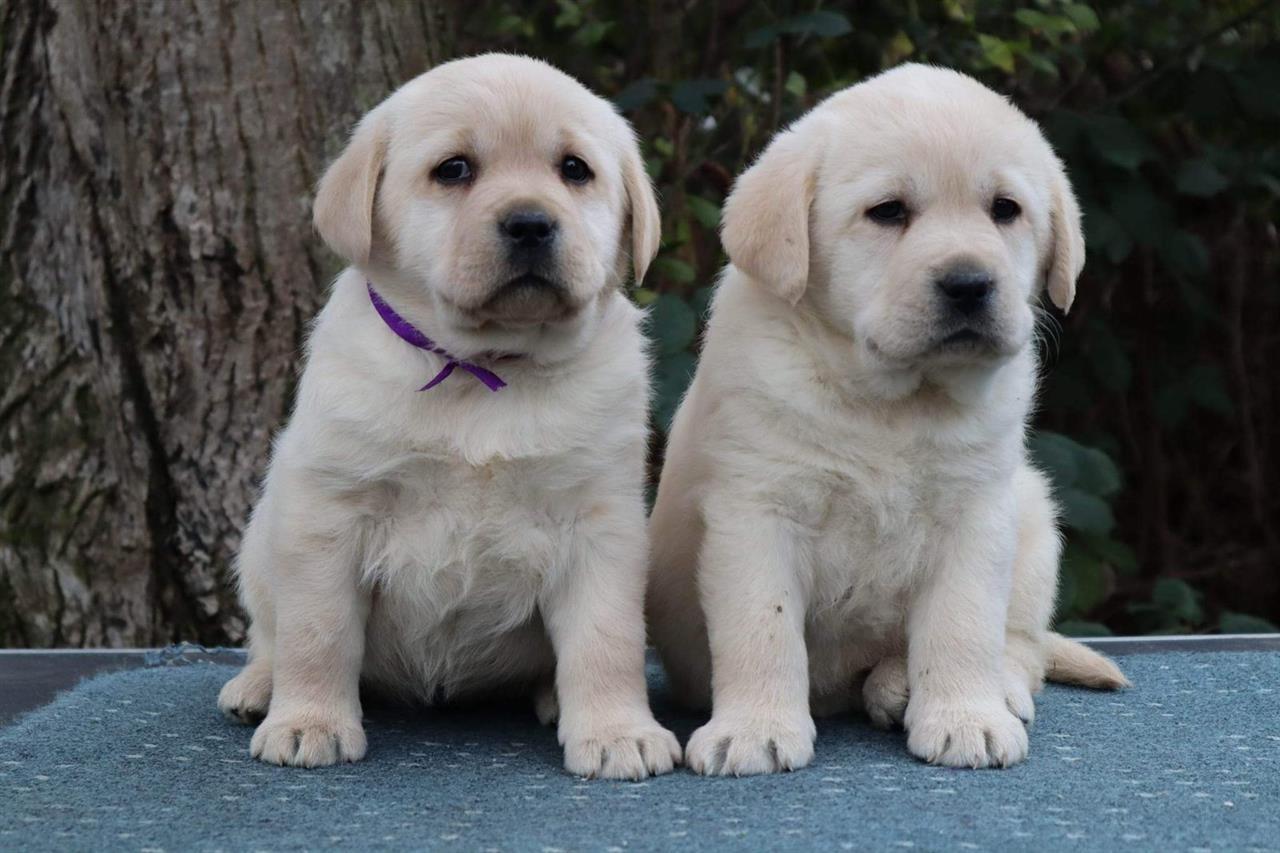 Labrador-štenci