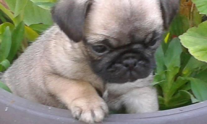 mops