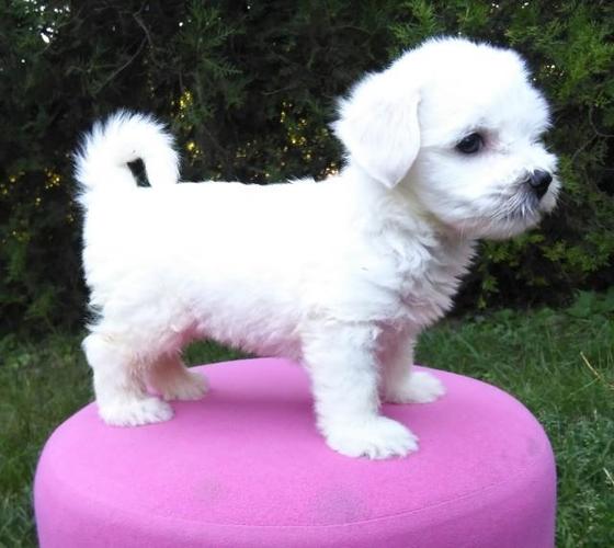 Coton de Tulear tulearski pas