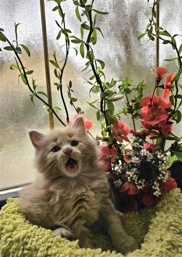 maine coon macici