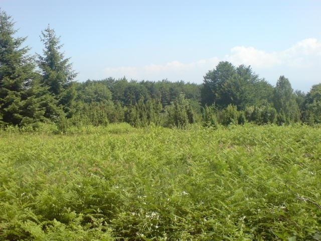Plac na Goču 