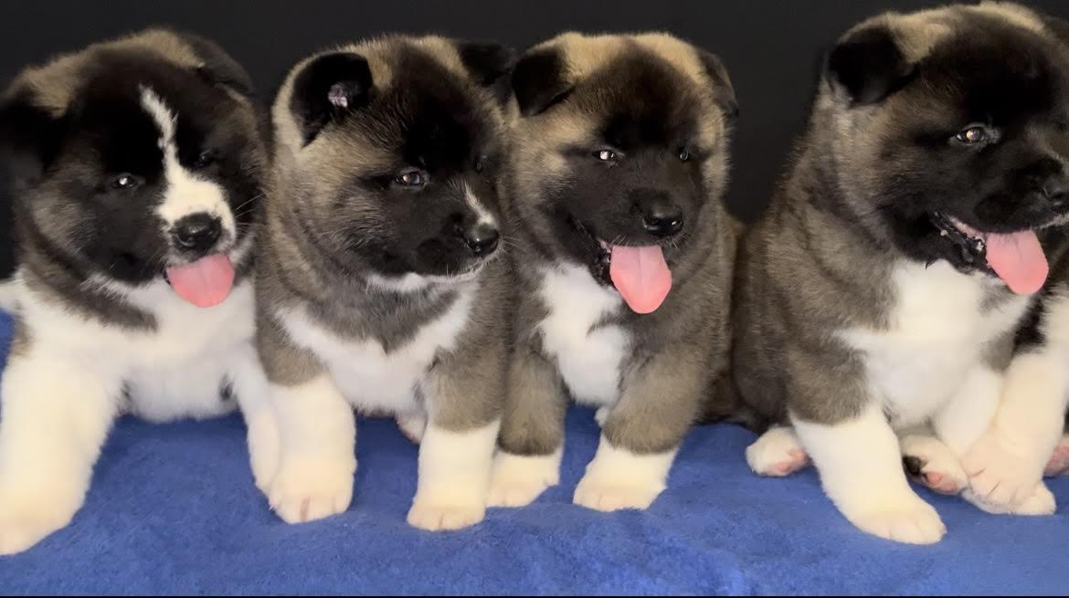 Američka-akita