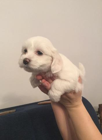 Maltezer