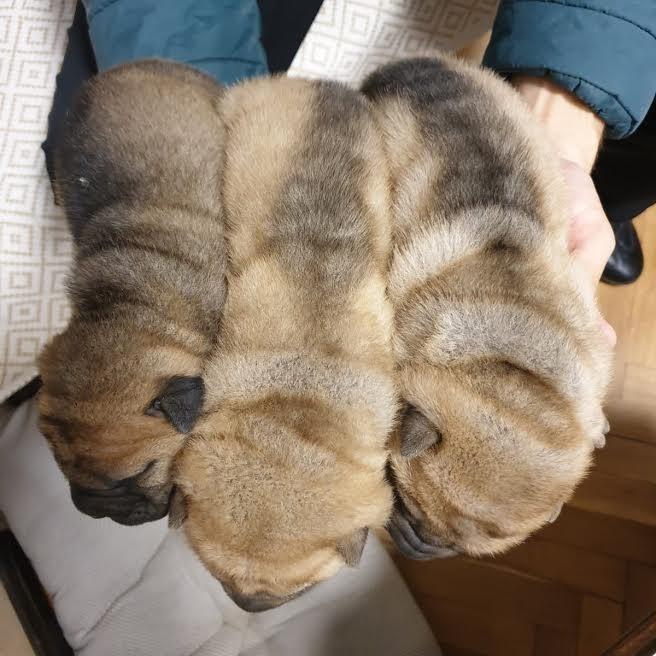 Shar-Pei-stenci-